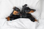 Cute Dachshund dogs lie in bed with pillows and blanket like family couple suffering from relationship difficulties. Concept for blog: What Happens to the Family Pets in Divorce?
